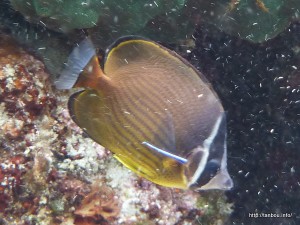 チョウチョウウオ