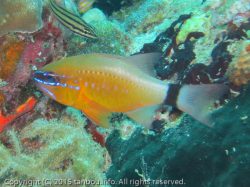 アオスジテンジクダイ