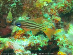 ヒラテンジクダイ