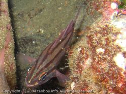 オオスジイシモチ