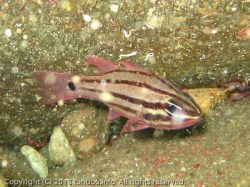 オオスジイシモチ