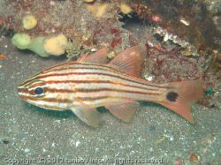 コスジイシモチ