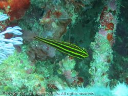 ミナミフトスジイシモチ