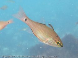 クロホシイシモチ