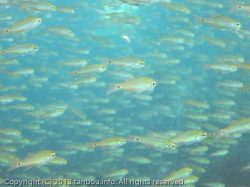 クロホシイシモチ群れ