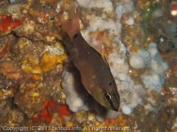 クロホシイシモチ