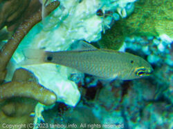 クロホシイシモチ