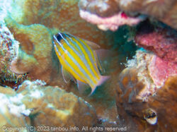 キンセンイシモチ