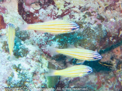 キンセンイシモチ