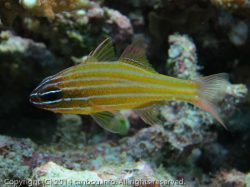 キンセンイシモチ