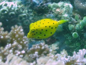 ミナミハコフグ