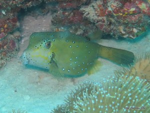 ミナミハコフグ