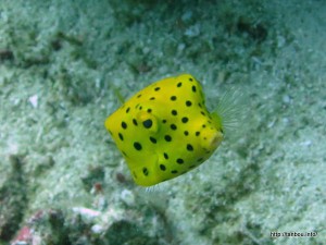 ミナミハコフグ