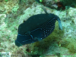 レティキュレイトボックスフィッシュ