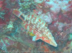 ハナナガモチノウオ