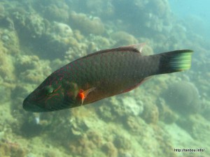 ホホスジモチノウオ