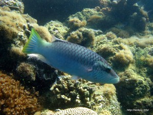 ホホスジモチノウオ