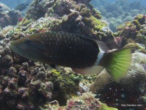 ヒトスジモチノウオ