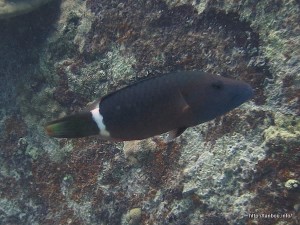 ヒトスジモチノウオ