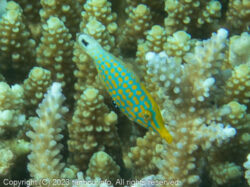 テングカワハギ