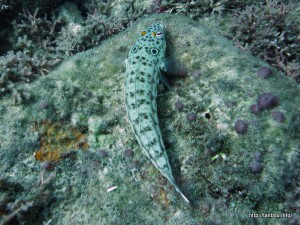 ヨツメトラギス