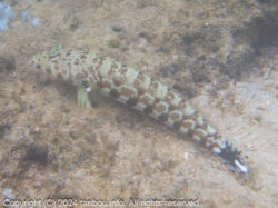 ワヌケトラギス