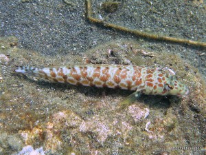 ワヌケトラギス