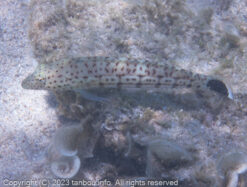 オグロトラギス