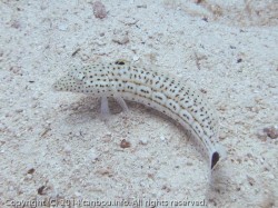 オグロトラギス