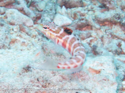 ハワイトラギス