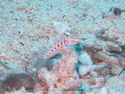 ハワイトラギス