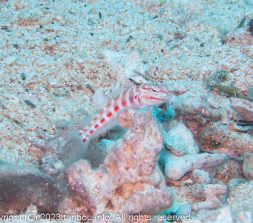 ハワイトラギス