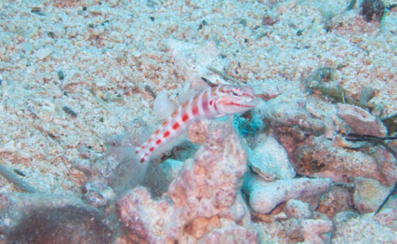 ハワイトラギス