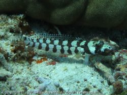 マダラトラギス