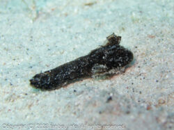 カゴシマオコゼ