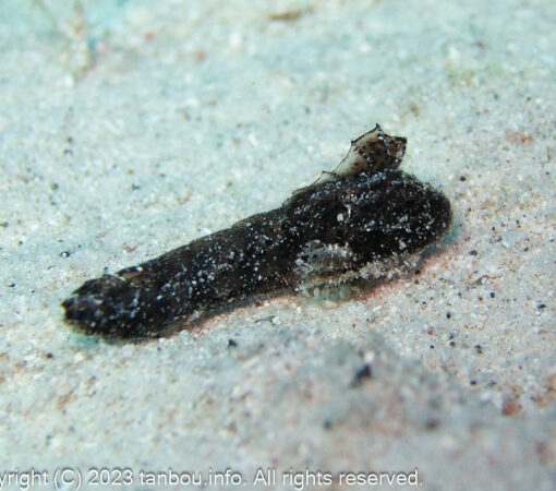 カゴシマオコゼ