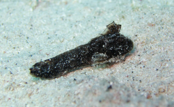 カゴシマオコゼ