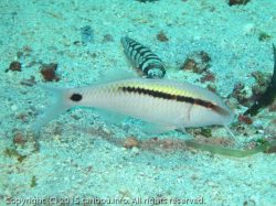 オオスジヒメジ