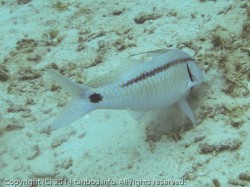 オオスジヒメジ