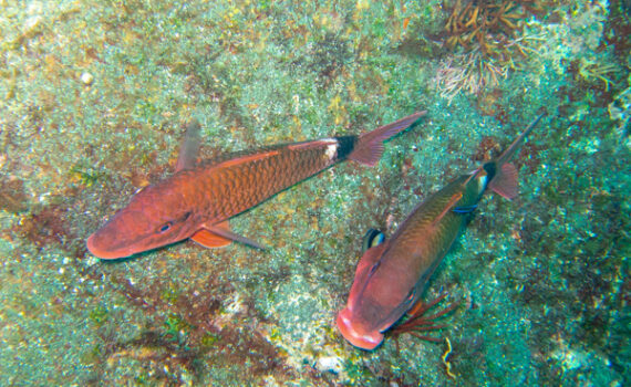 ホウライヒメジ