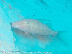 マルクチヒメジ