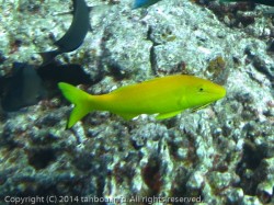 マルクチヒメジ