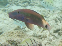 ロングバーベルゴートフィッシュ