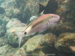 ロングバーベルゴートフィッシュ