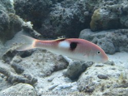 リュウキュウヒメジ