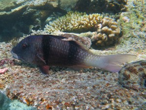 ダブルバーゴートフィッシュ