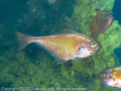 リュウキュウハタンポ