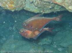 リュウキュウハタンポ