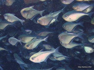 グラッシースイーパー