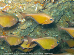 リュウキュウハタンポ